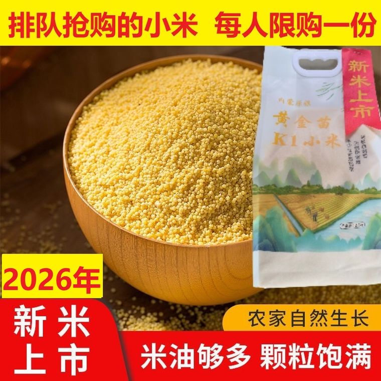 赤峰金苗K1黄小米,米粒细小饱满颜色金黄